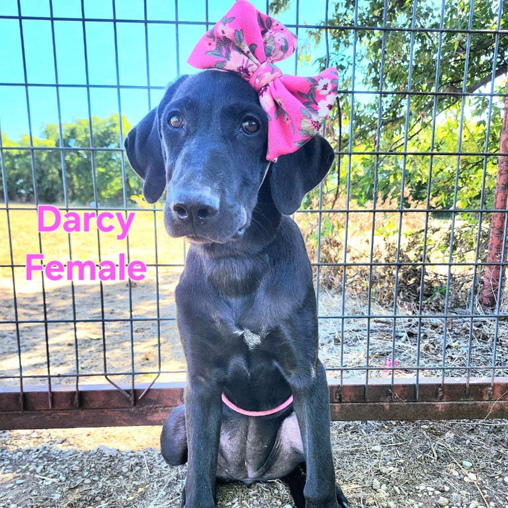 Darcy, a Great Dane / Mixed Breed (Large)