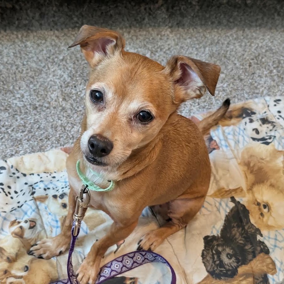 ERNIE - Chihuahua / Mixed Breed (Small) available for adoption