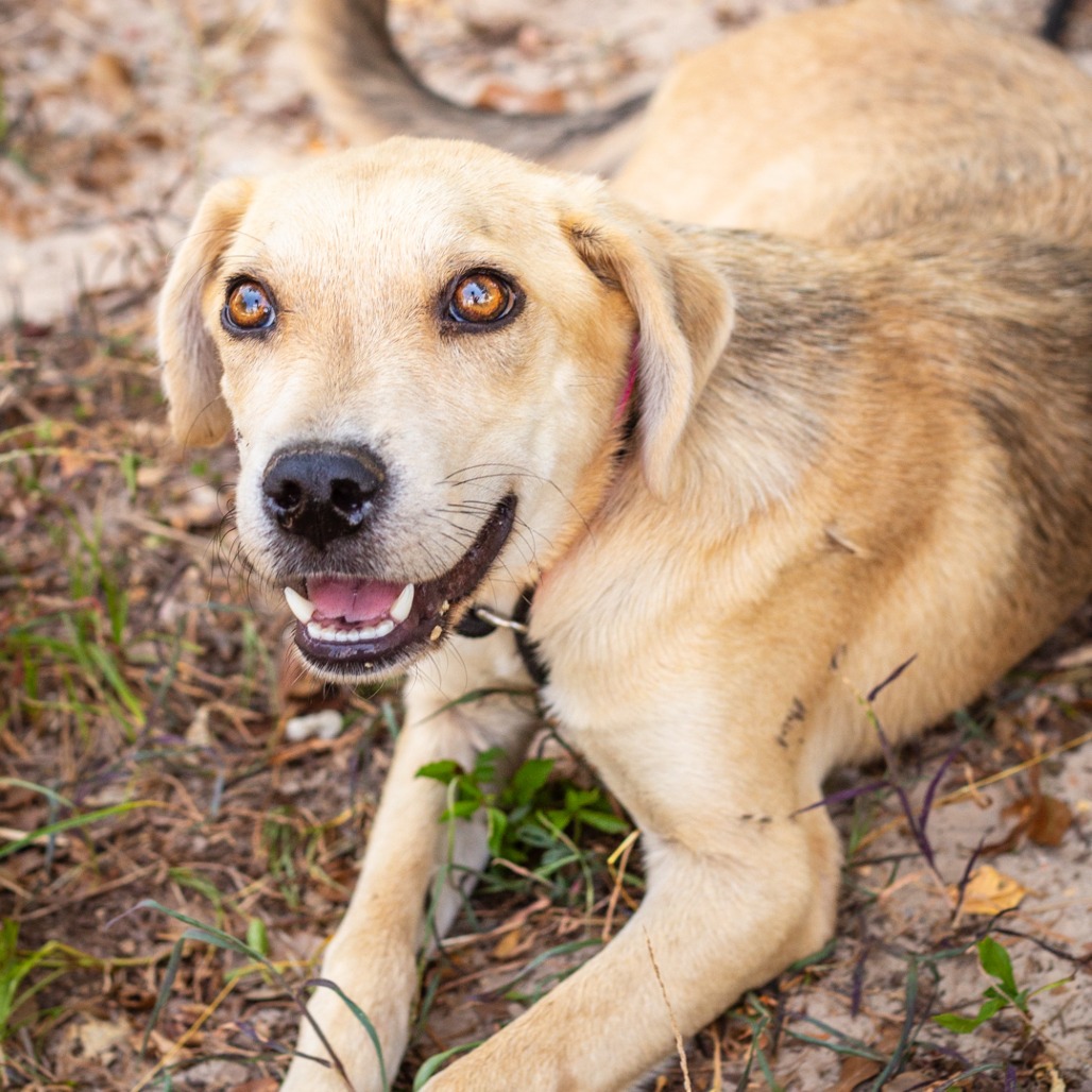 HONEYBUN - Retriever, Labrador / Feist available for adoption
