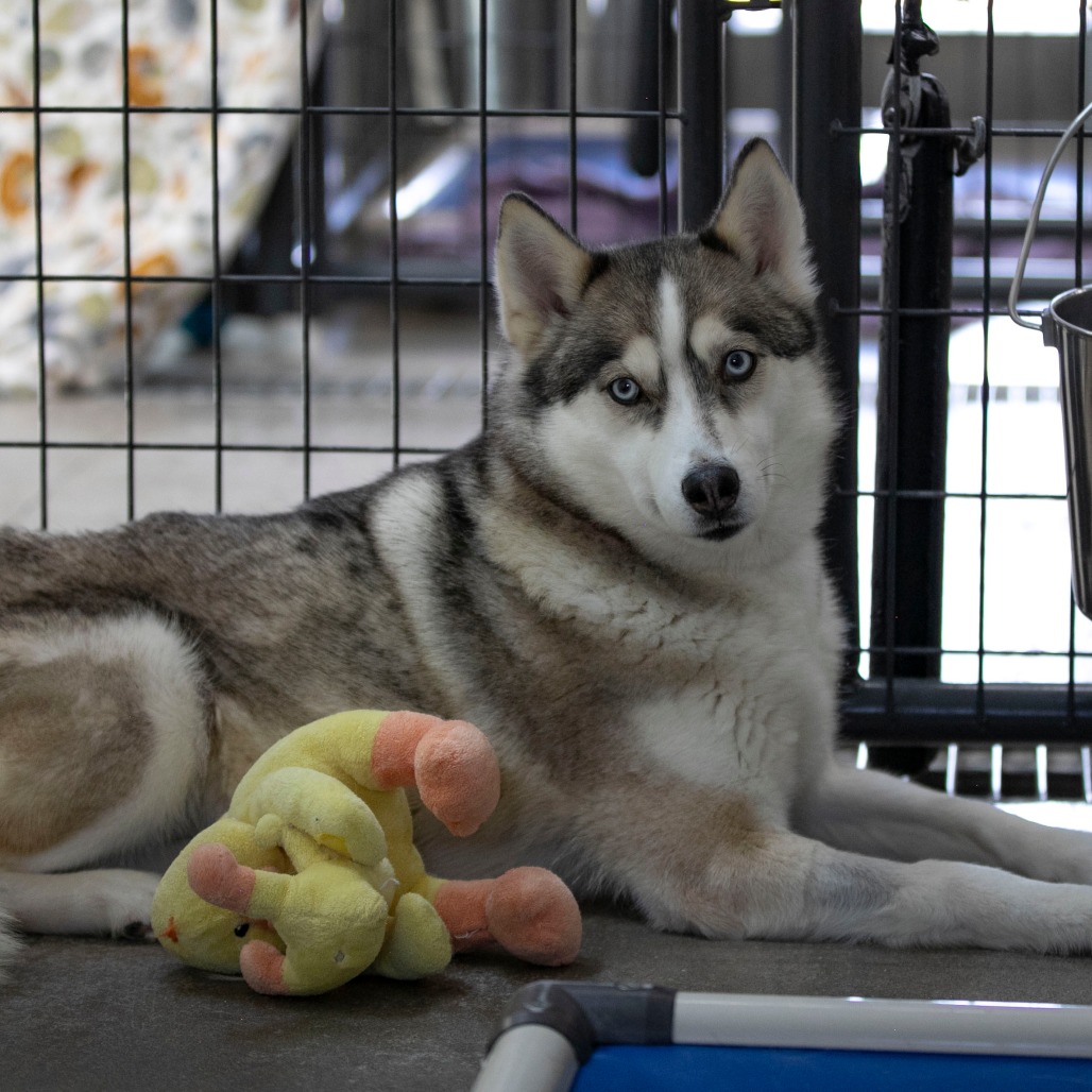 Daisy Jane (MR26-325), photo 3