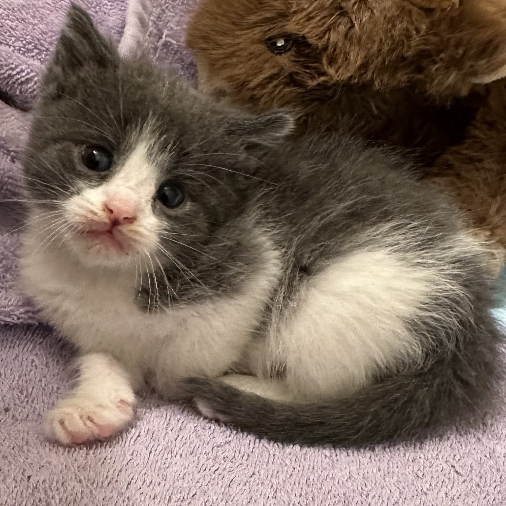 ELLIE - Domestic Shorthair available for adoption