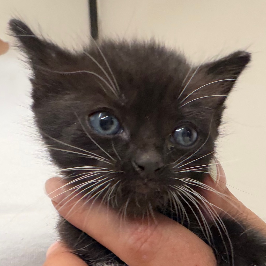 Bonnie, an adoptable cat at SPCA-BC