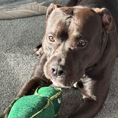 Creed--In Foster***ADOPTION PENDING***, photo 8
