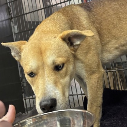 Koda — thumbnail 6