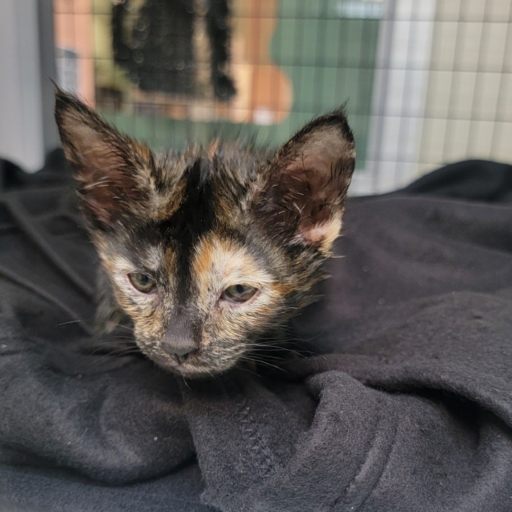 A#22's preview photo