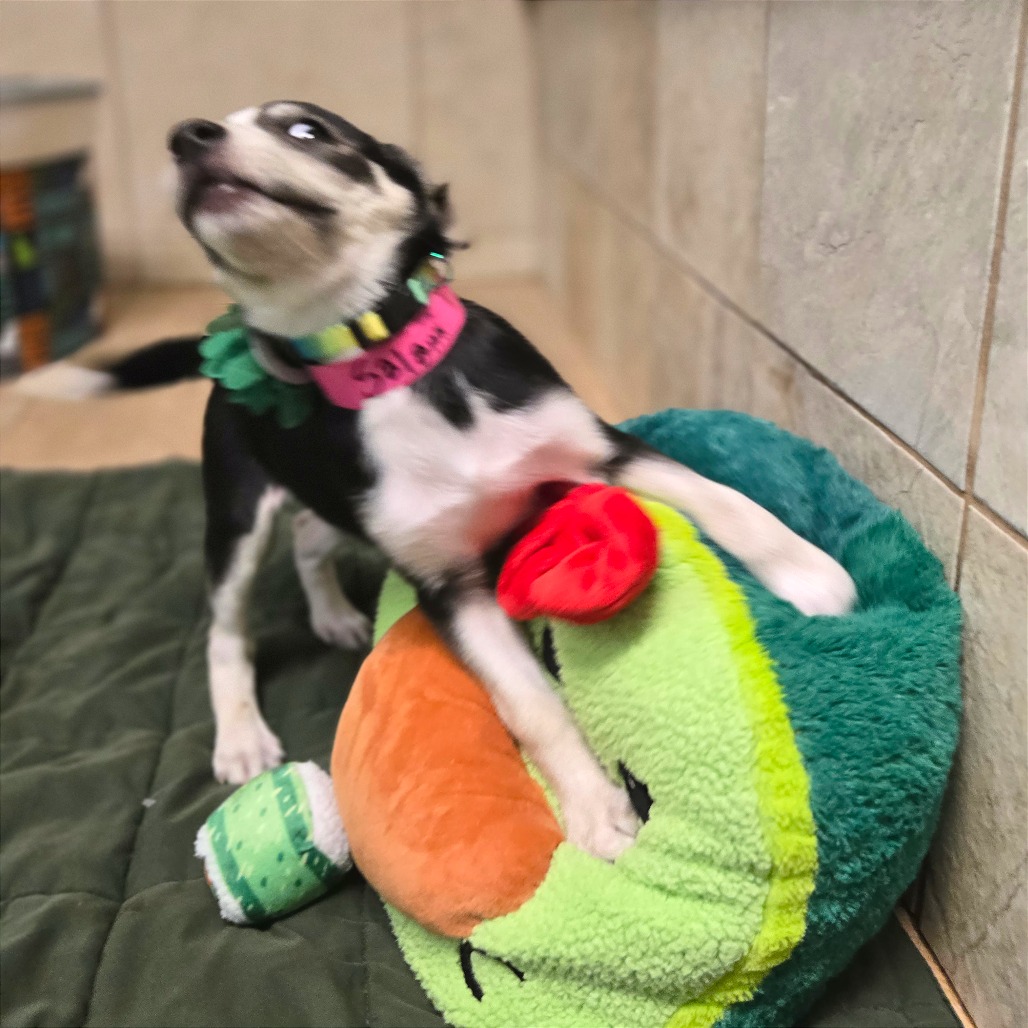 Salami — thumbnail 8