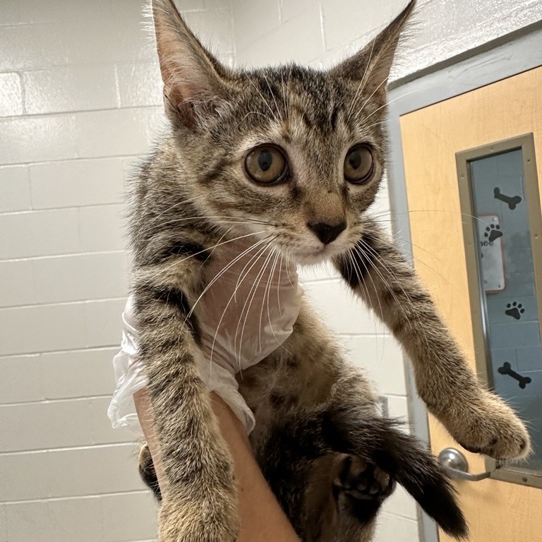AMBER - Domestic Shorthair available for adoption