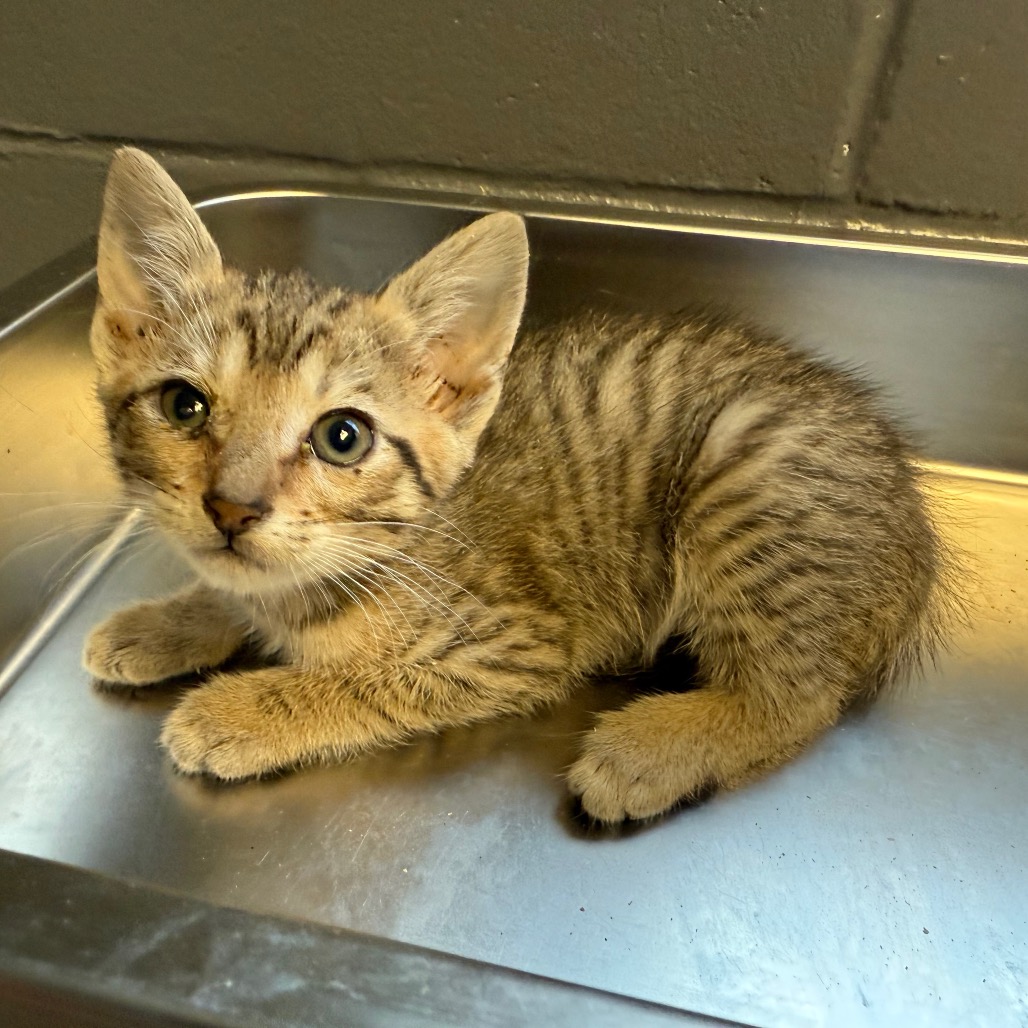 Tusc Stray 84128
