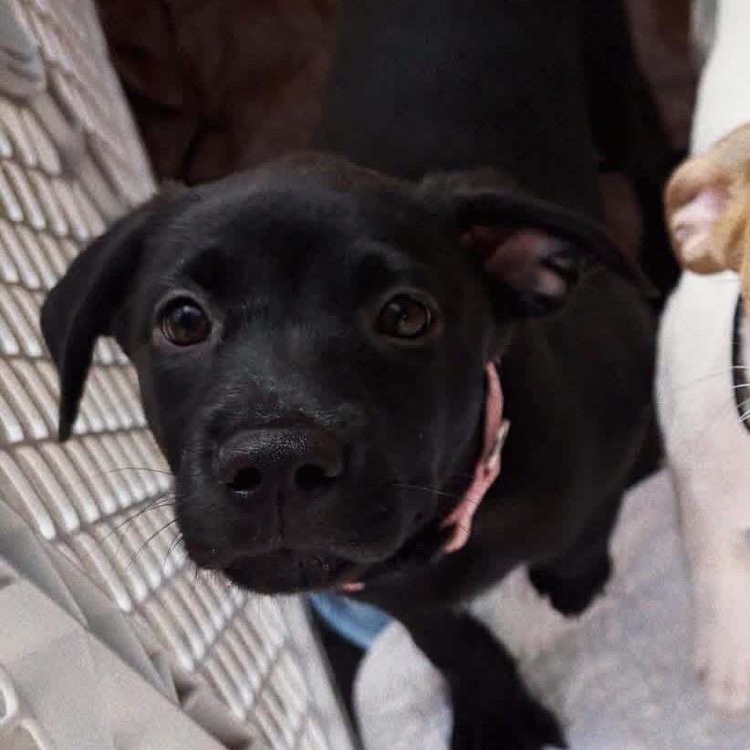 Delilah