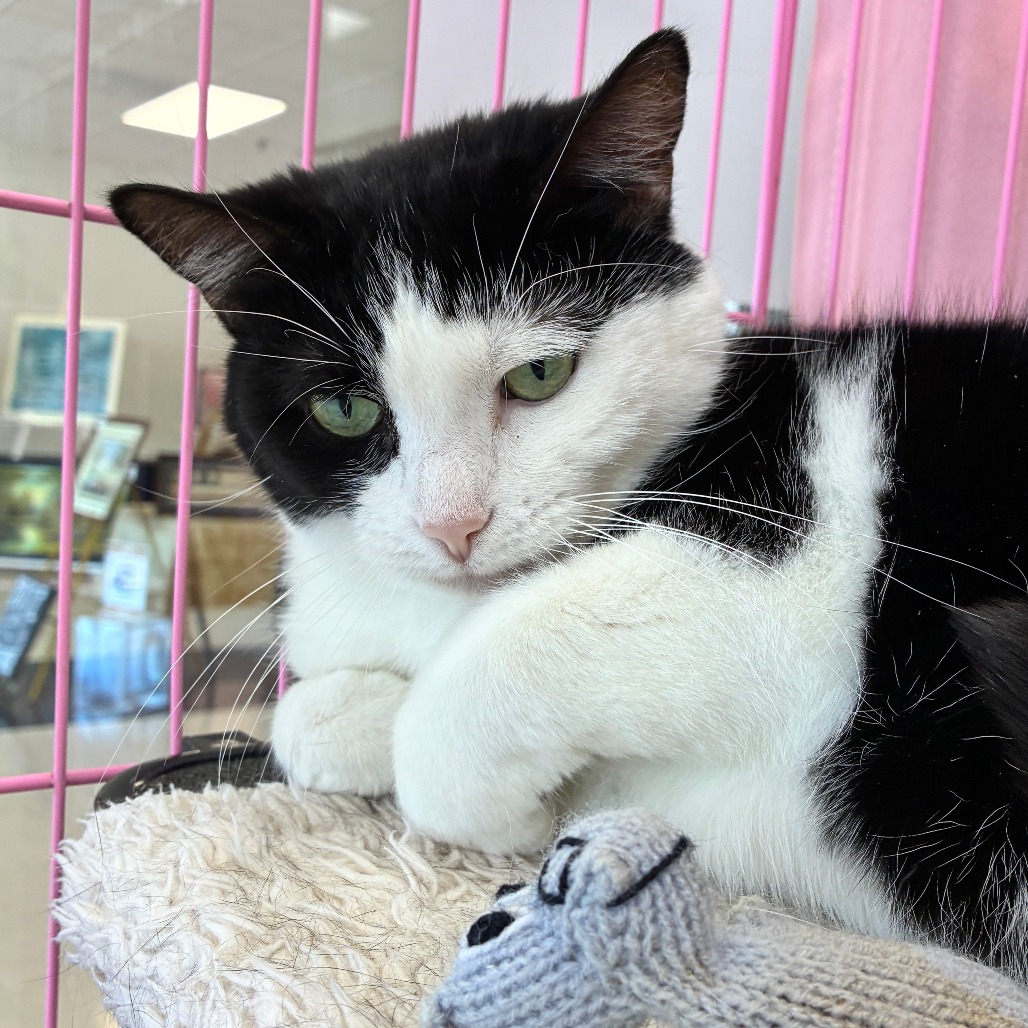 MISS M - Domestic Shorthair available for adoption
