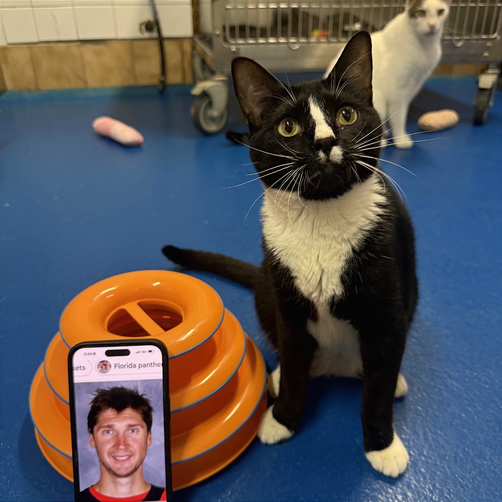 SERGEI BOBROVSKY - Domestic Shorthair available for adoption