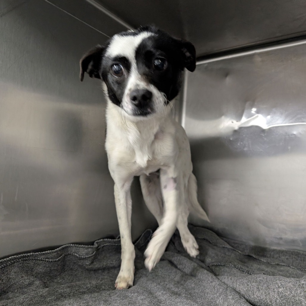 Roccy — thumbnail 2