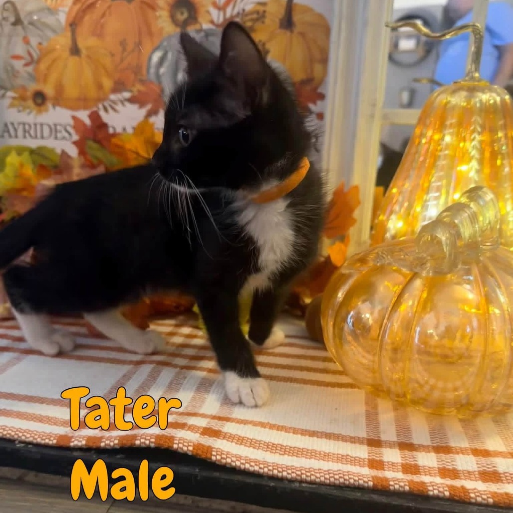 TATER - Domestic Shorthair available for adoption