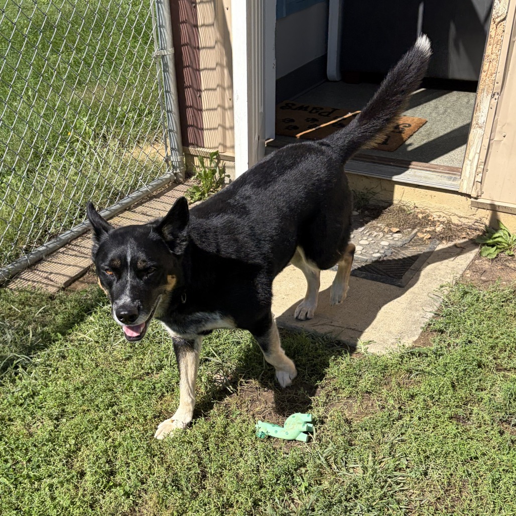 Buster, photo 4