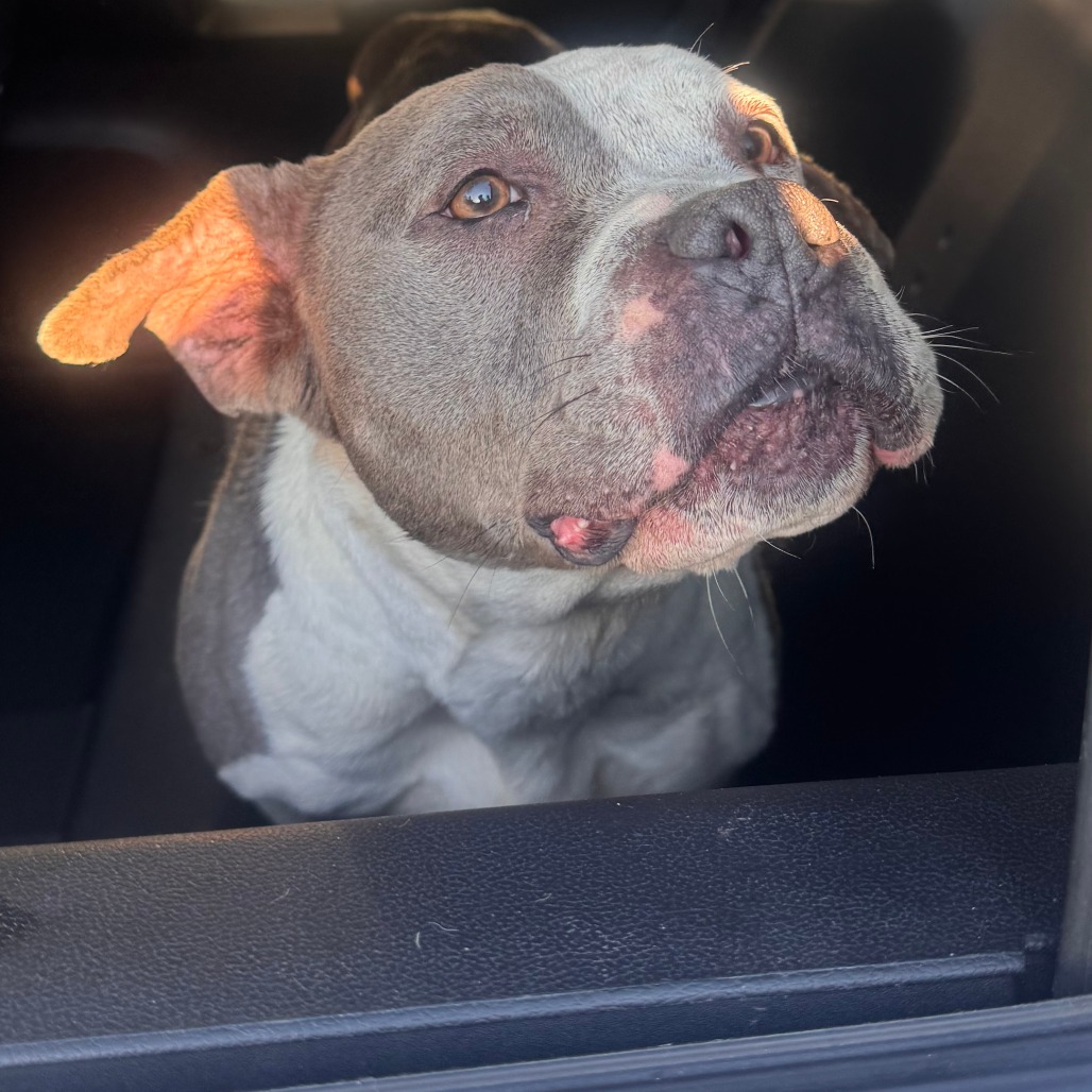 Dino Nugget — thumbnail 2