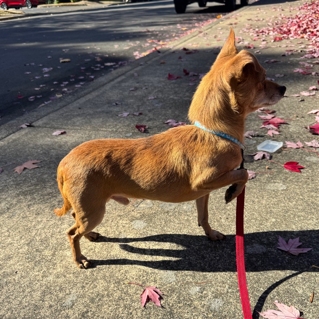 Rusty, photo 6