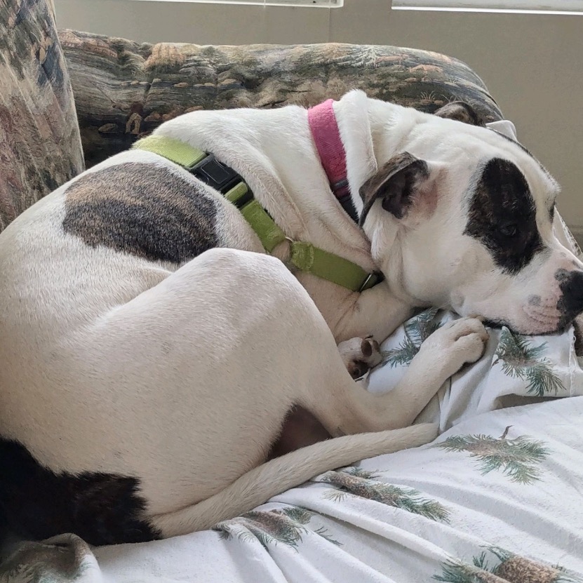 Petey, photo 21