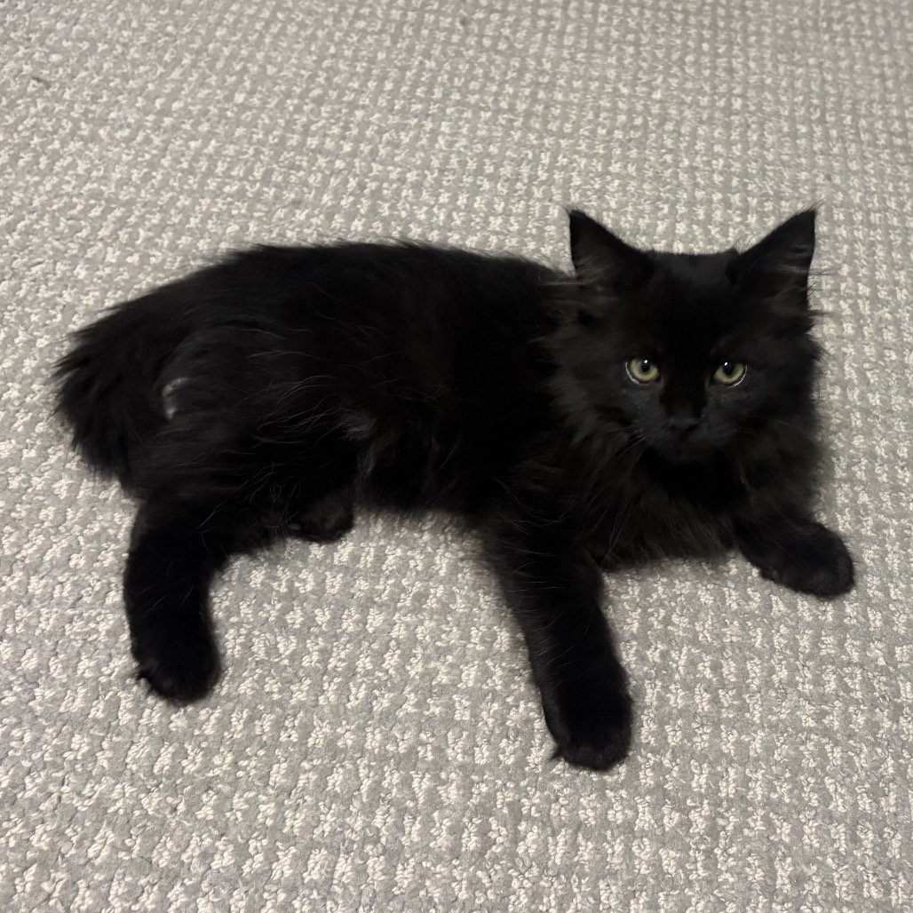 FLORA - Domestic Longhair available for adoption