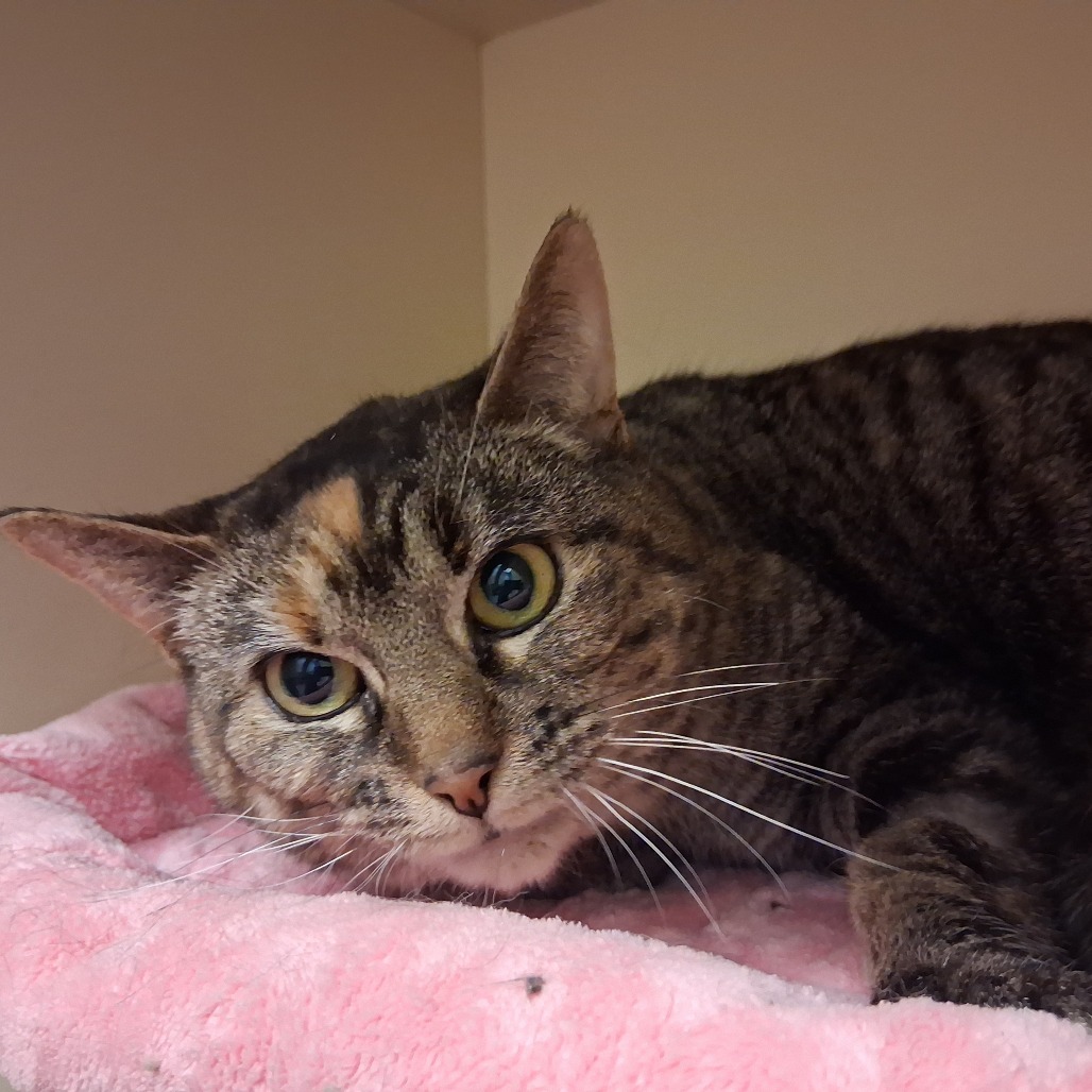 PUDDING - Domestic Shorthair available for adoption