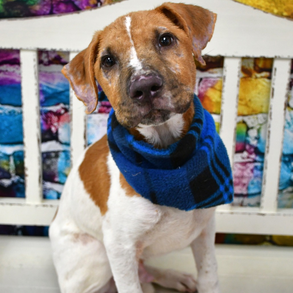 PRESTON - Hound / Mix available for adoption