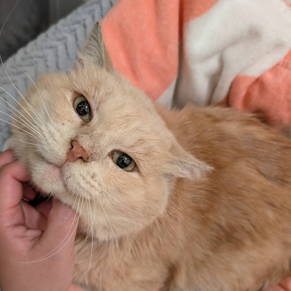 HONEY BEAR