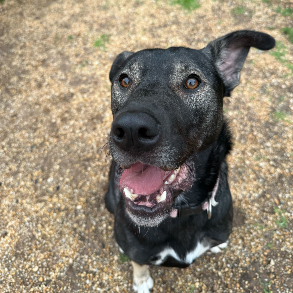 Goofy, photo 21