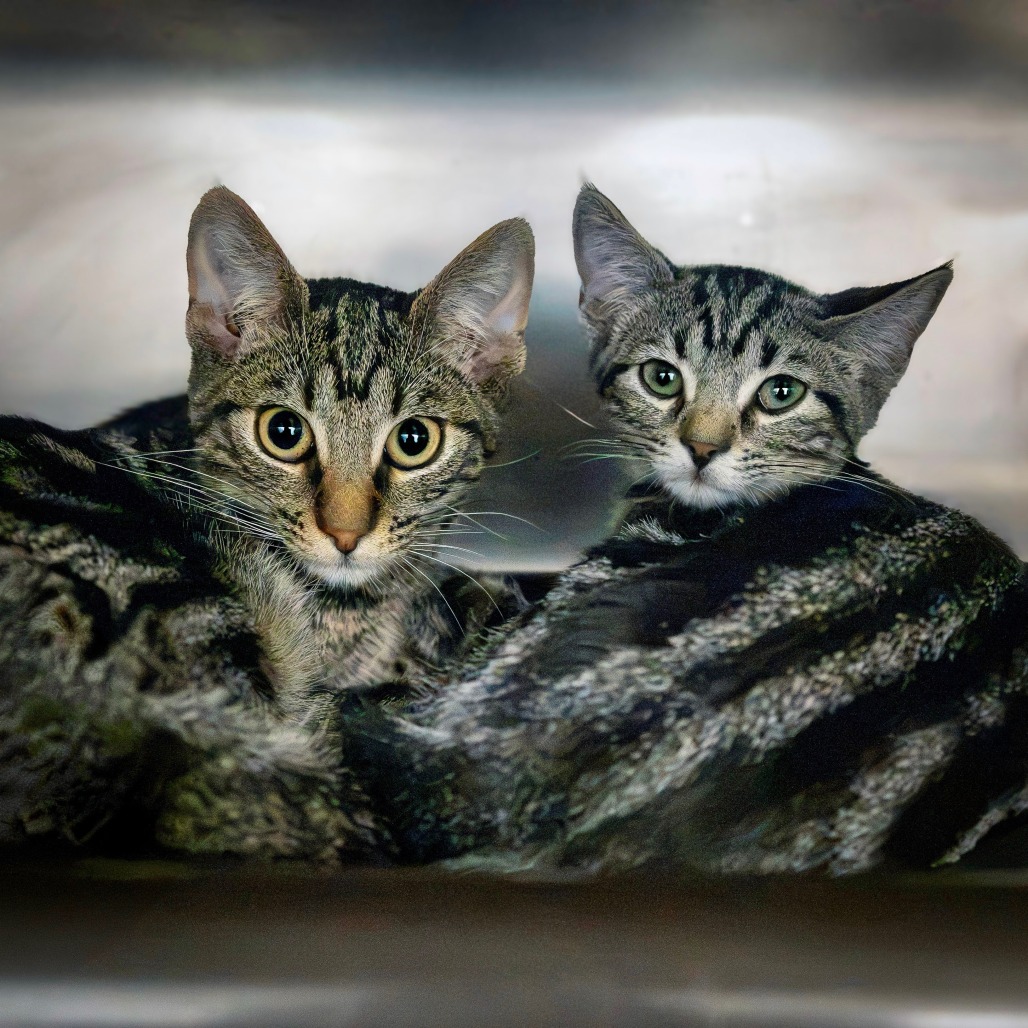 GIMLI - Domestic Shorthair available for adoption
