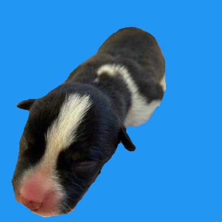 Benji
