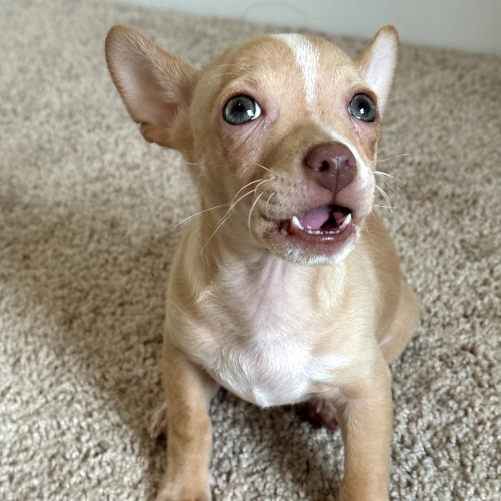 Brooks — thumbnail 4