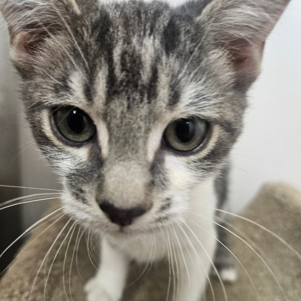 SCOUT - Domestic Shorthair available for adoption
