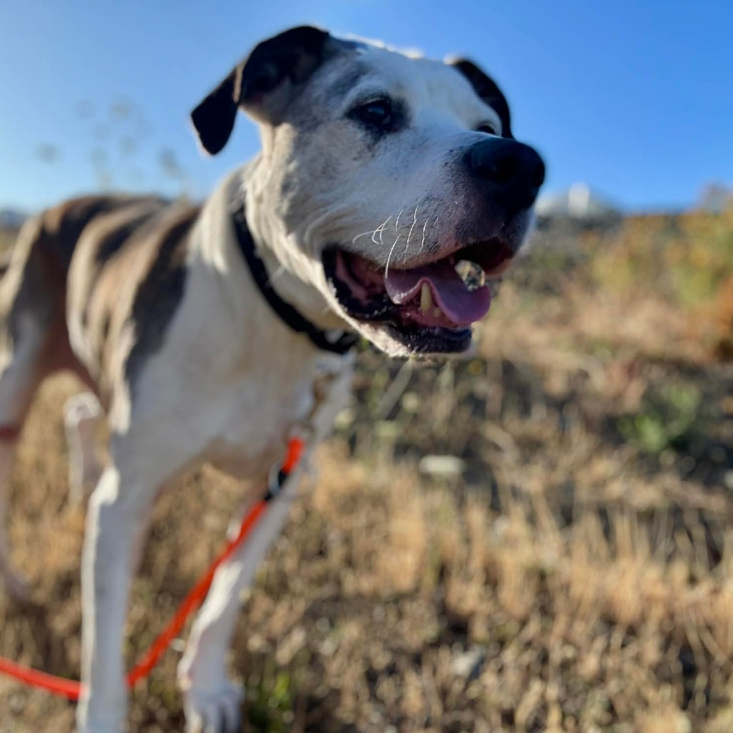 Pit Bull