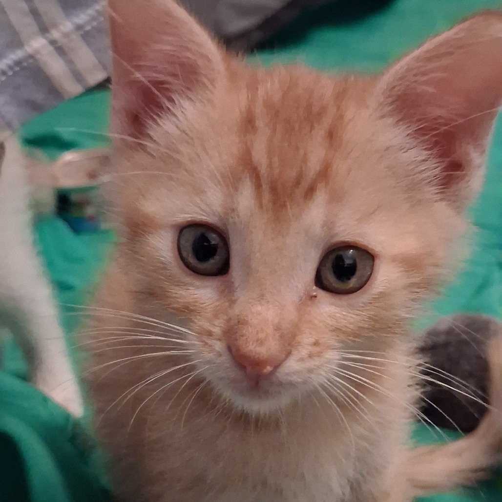 Osiris(cheddar)
