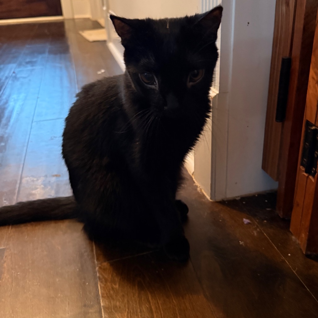 Panther