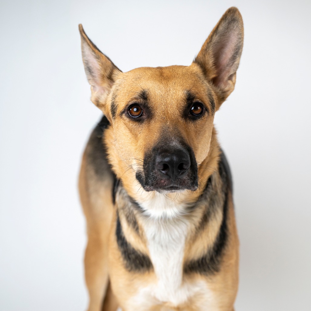 Skipper