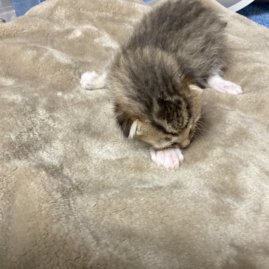 AUTUMN - Domestic Shorthair available for adoption