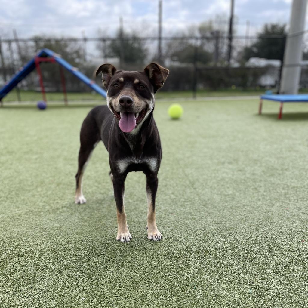 Magic Conch — thumbnail 11