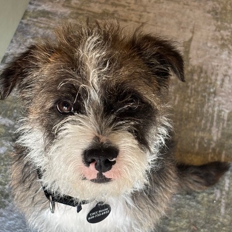 Animal namedMuttly Crue