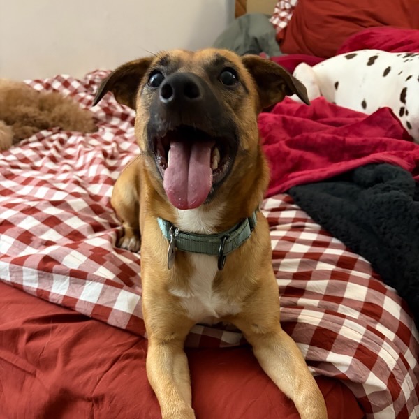CROUTON - Corgi, Pembroke Welsh / Shepherd available for adoption