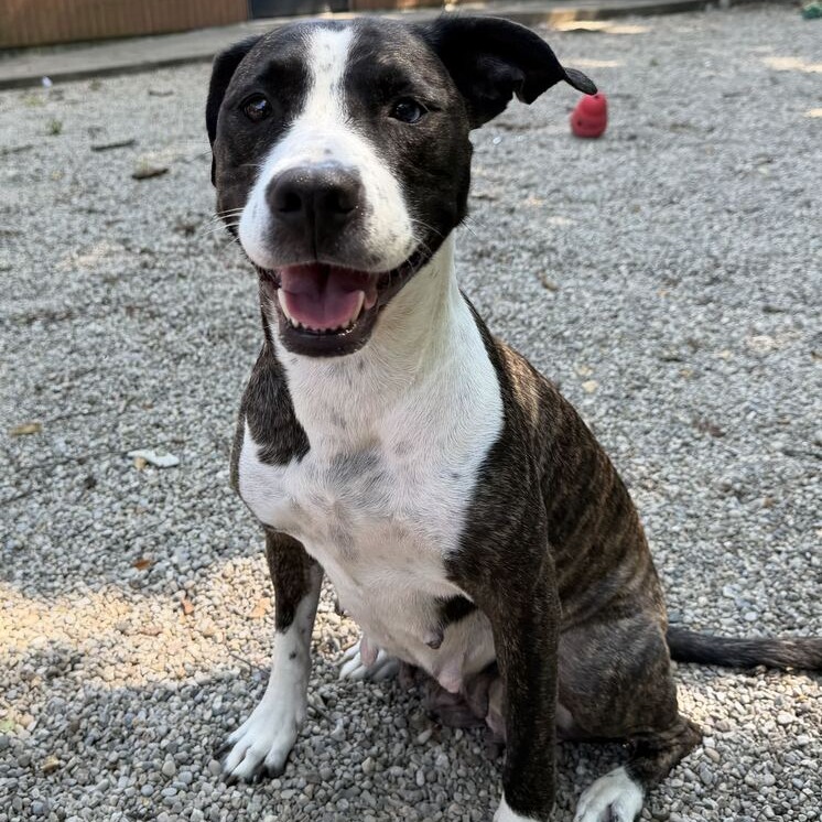 AMBER - Mixed Breed (Medium) for adoption in Dayton
