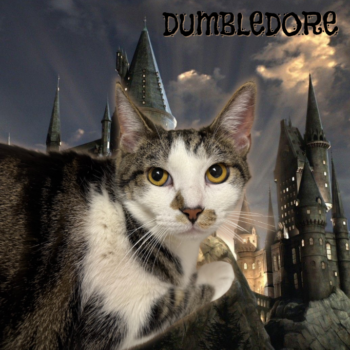 DUMBLEDORE - Domestic Shorthair available for adoption