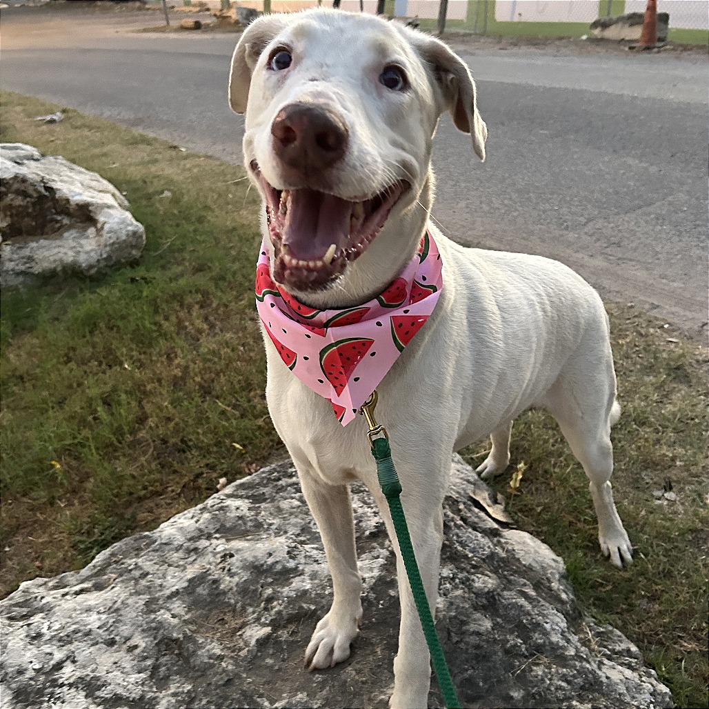 Xylo — thumbnail 7