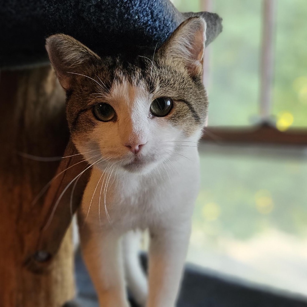 MR. MEOWGI-AT PETSMART MADISON EAST - Domestic Shorthair available for adoption