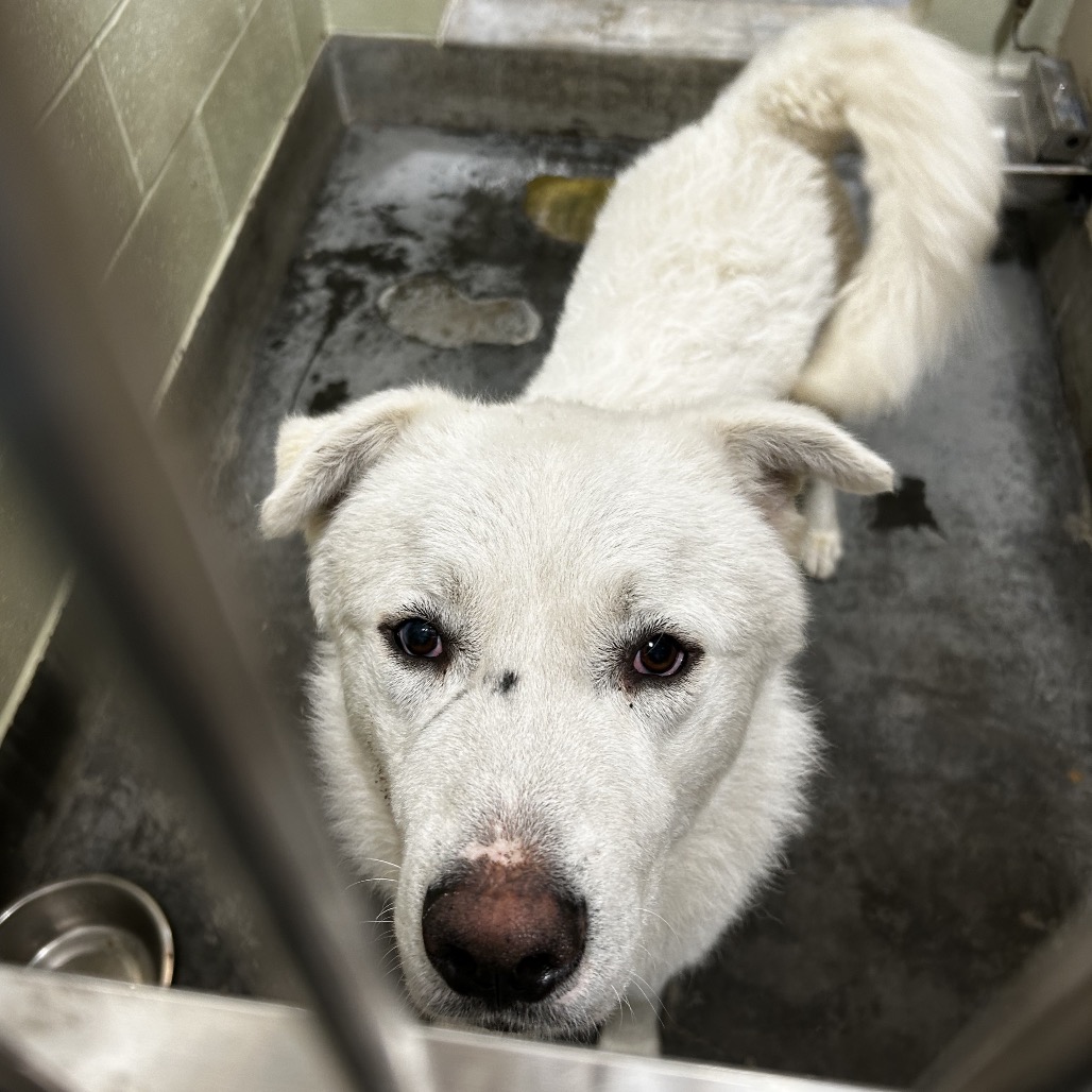 NANOOK, photo 2