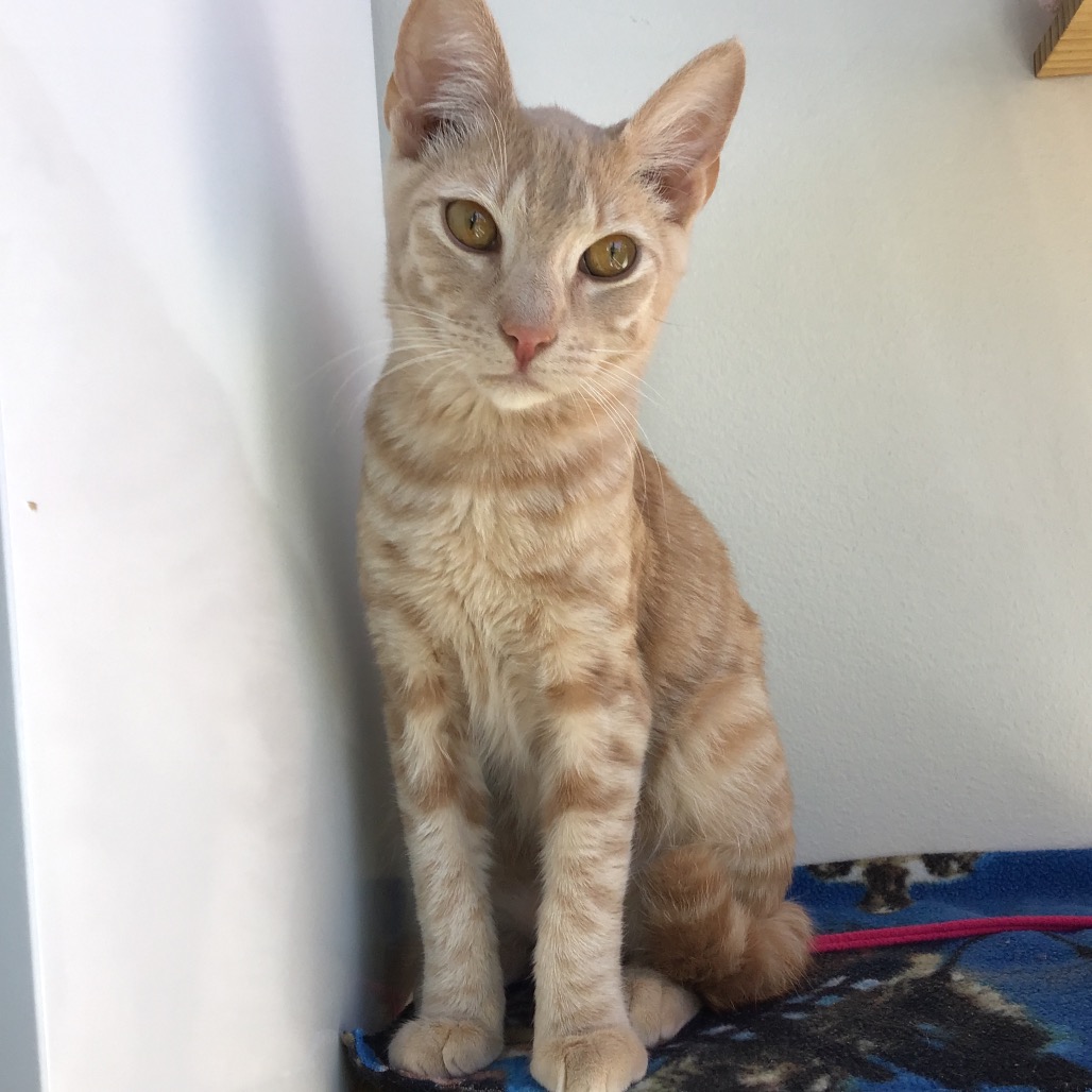 Pinky - Domestic Shorthair