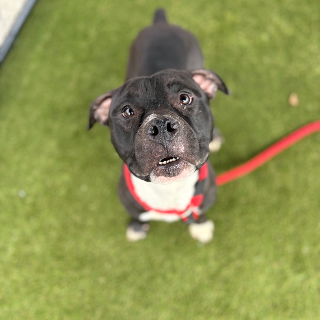 Rooster — thumbnail 2