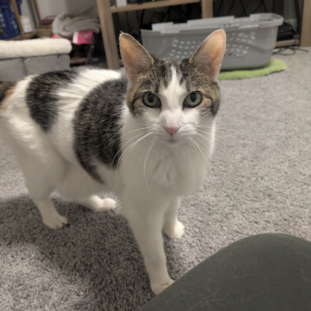 Confetti — thumbnail 9