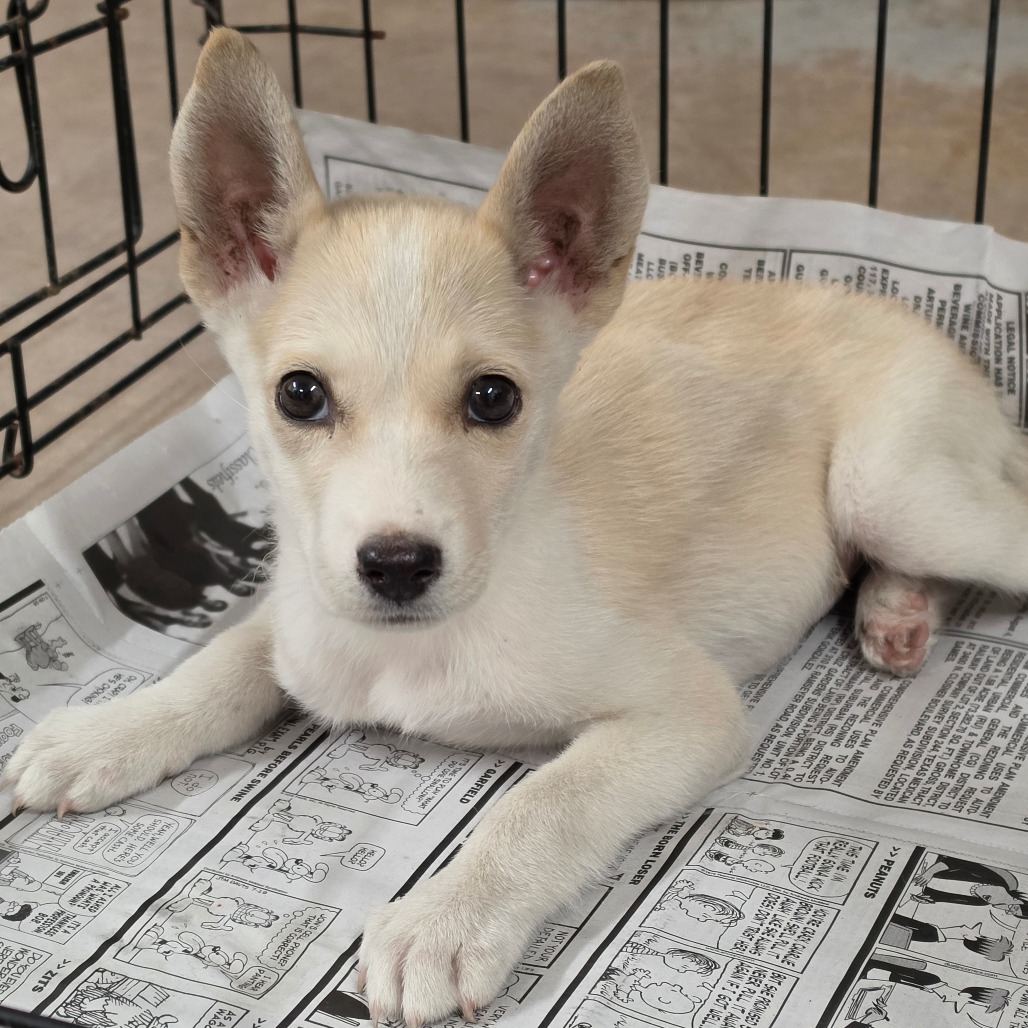 AMARA - Shepherd available for adoption