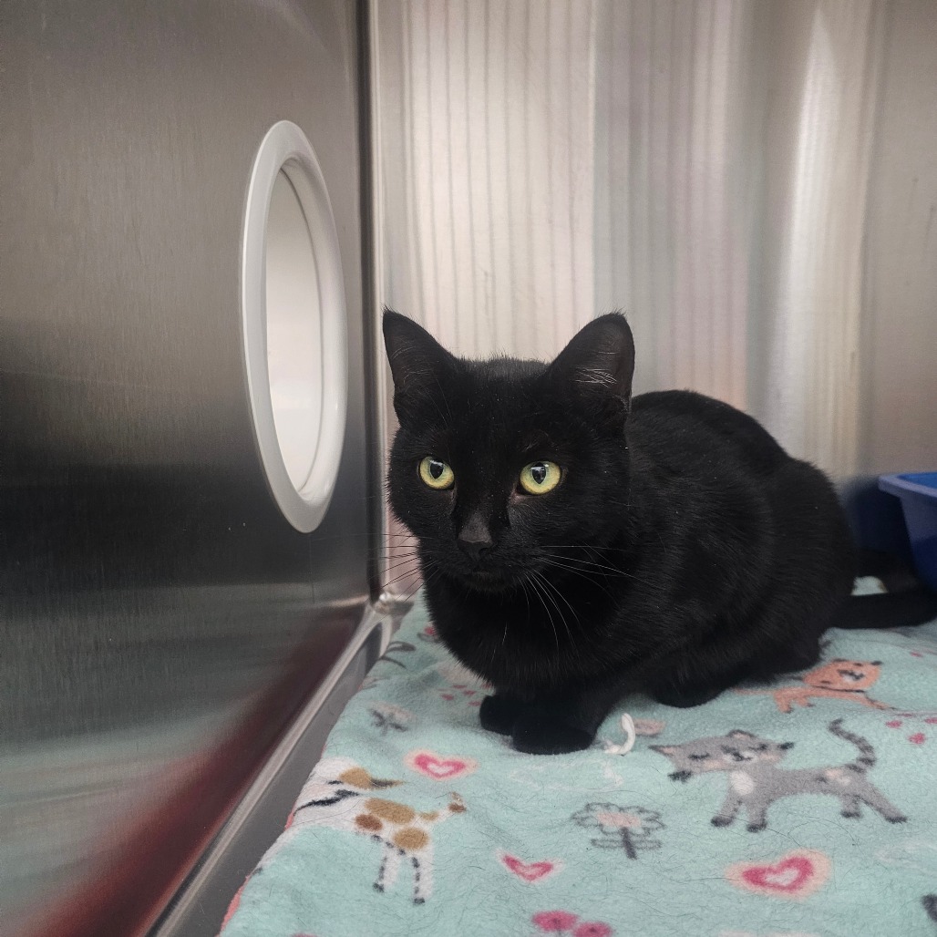 Lyric — thumbnail 5