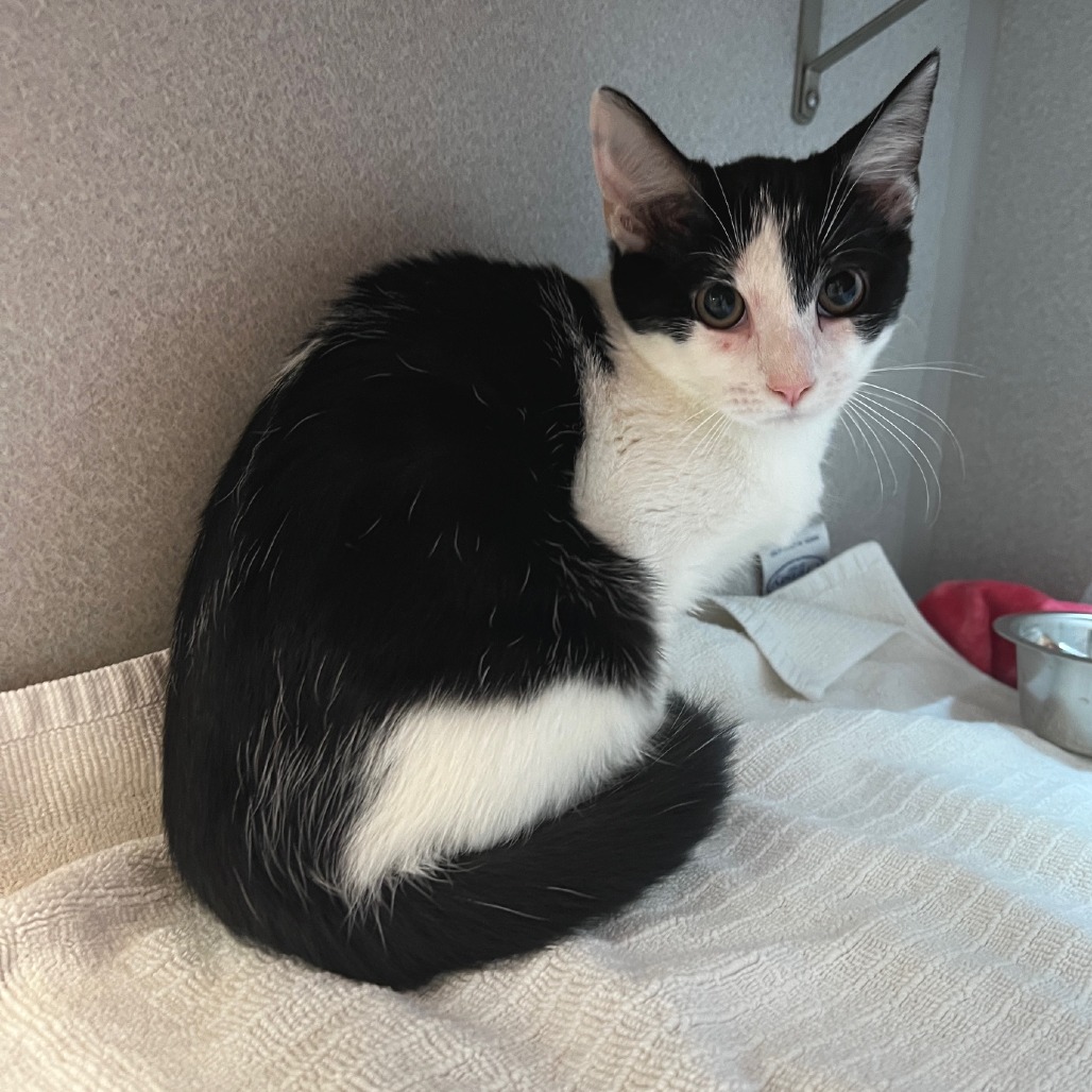 Photo of Peaches 3
