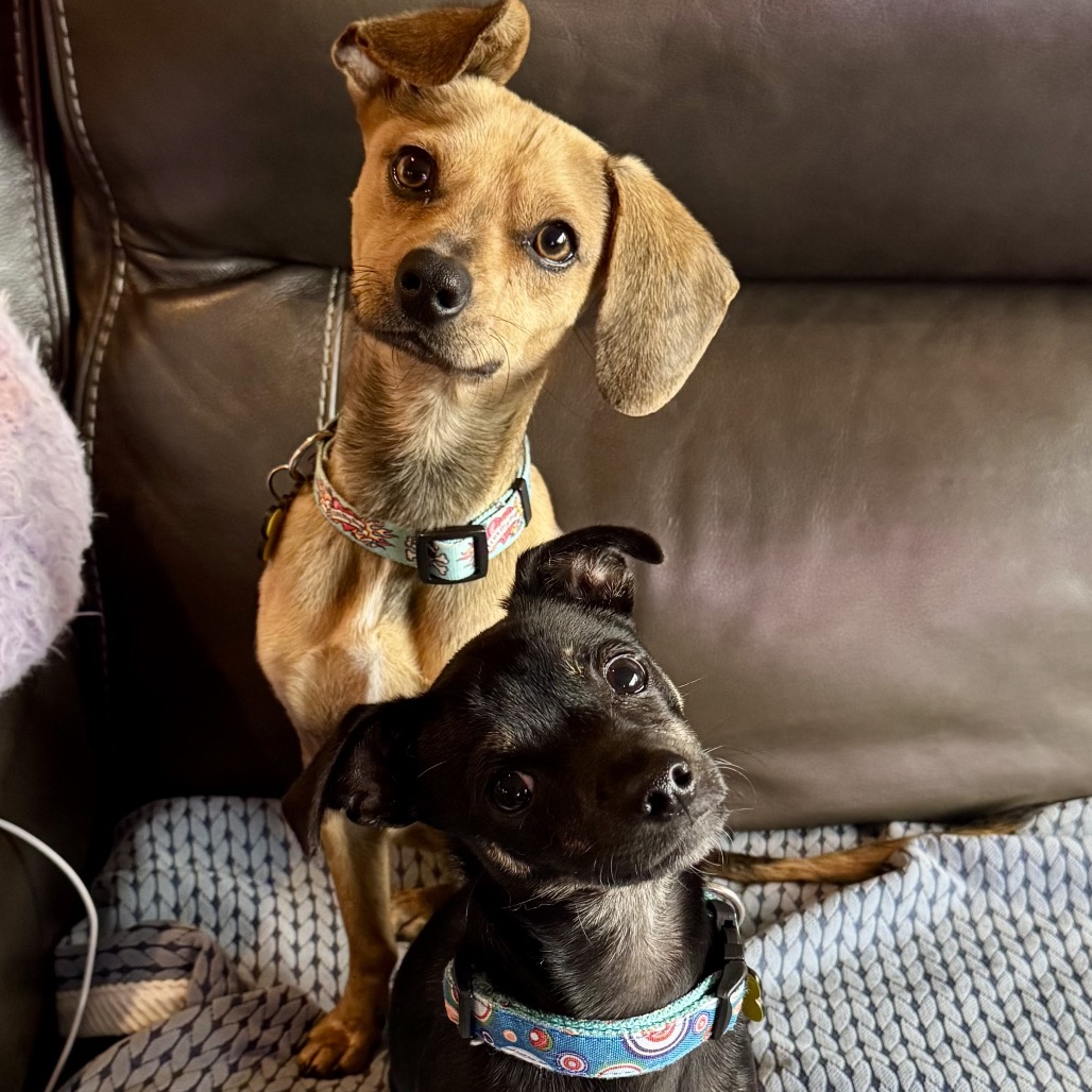 Chico is available for adoption at Rocket Dog Rescue Inc.